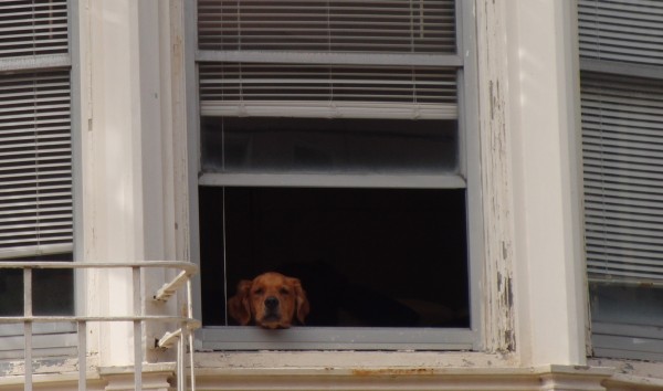 Labrador Retriever Mix In Window