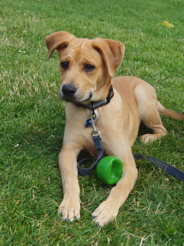 Dog of the Day: Duncan the Lab Mix Puppy | The Dogs of San Francisco