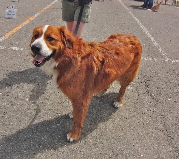 Red Bernese Mountain Dog
