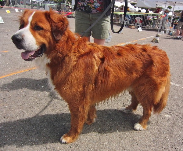 Red Bernese Mountain Dog