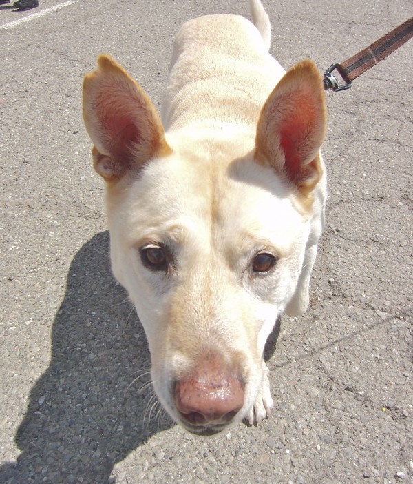 Australian cattle hot sale dog lab