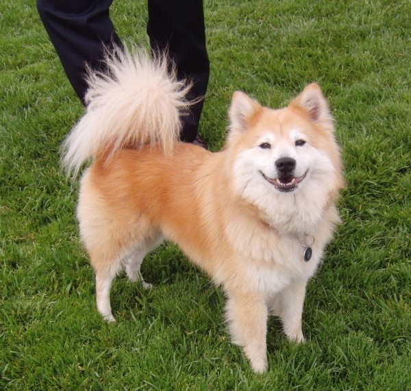 Dog of the Day Dodge the Shiba Inu/Chow Mix The Dogs of