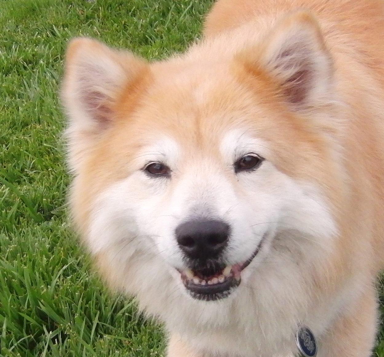 Dog Of The Day Dodge The Shiba Inu Chow Mix The Dogs Of San
