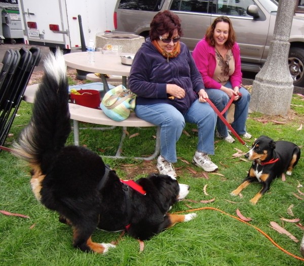 Bernese Mountain Dog and Greater Swiss Mountain Dog