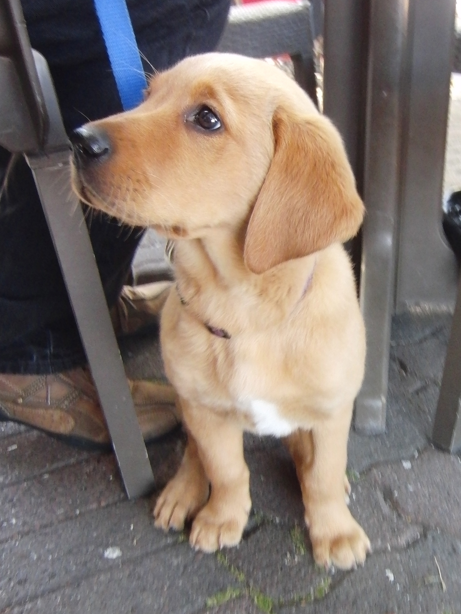 Adorable Full Grown Golden Retriever And Lab Mix