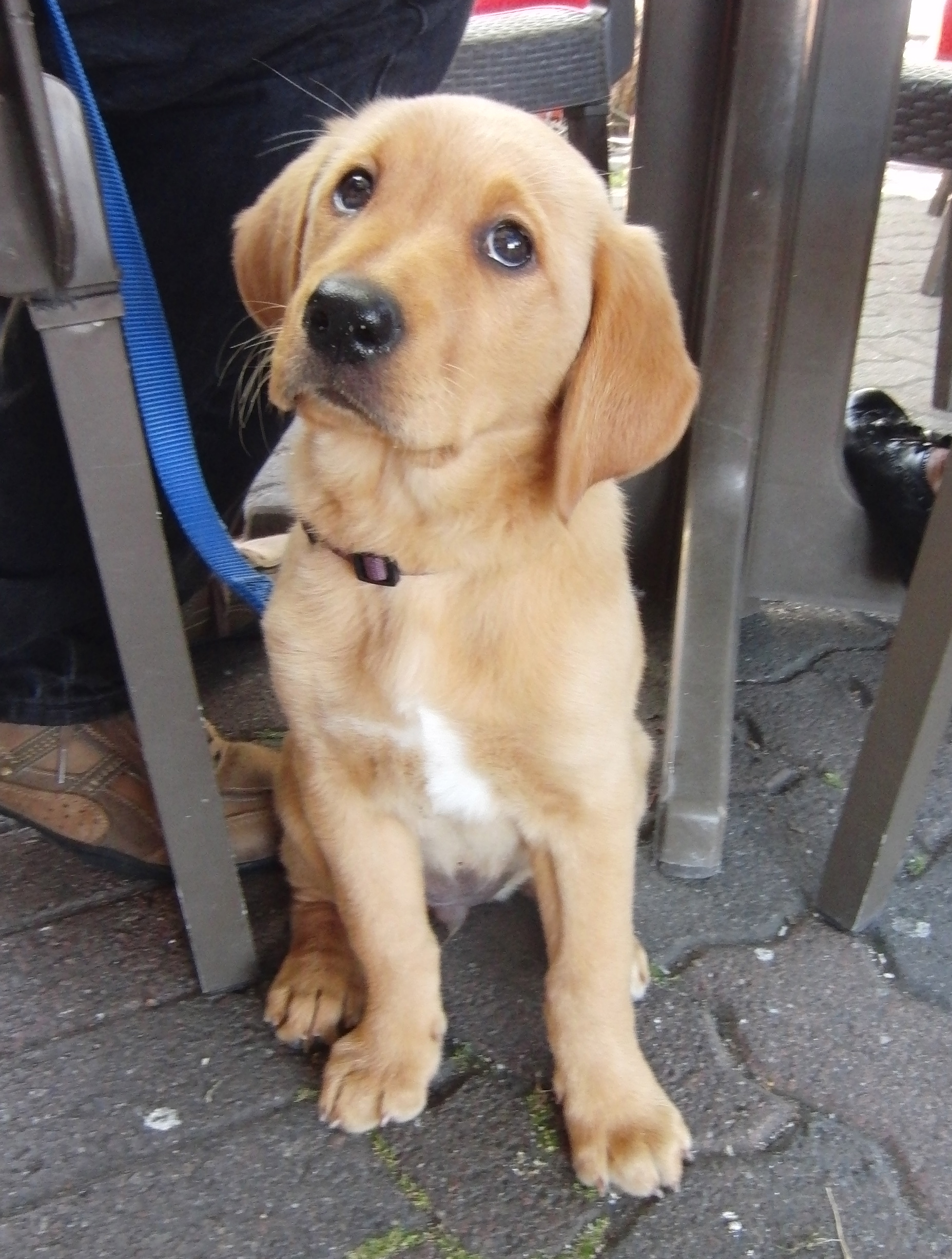 Labrador Golden Retriever Mix