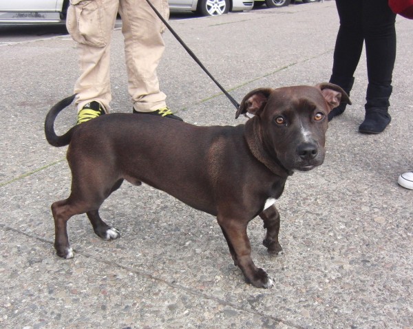 Uskyld tolerance vask Dog of the Day: Hash the Staffordshire Bull Terrier/Labrador Retriever Mix  Puppy | The Dogs of San Francisco