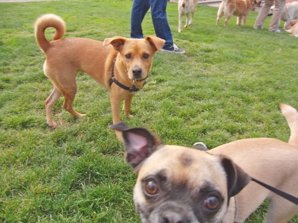 Double Dog Day Lab/Basenji Mix (?) and Pug Mix The Dogs