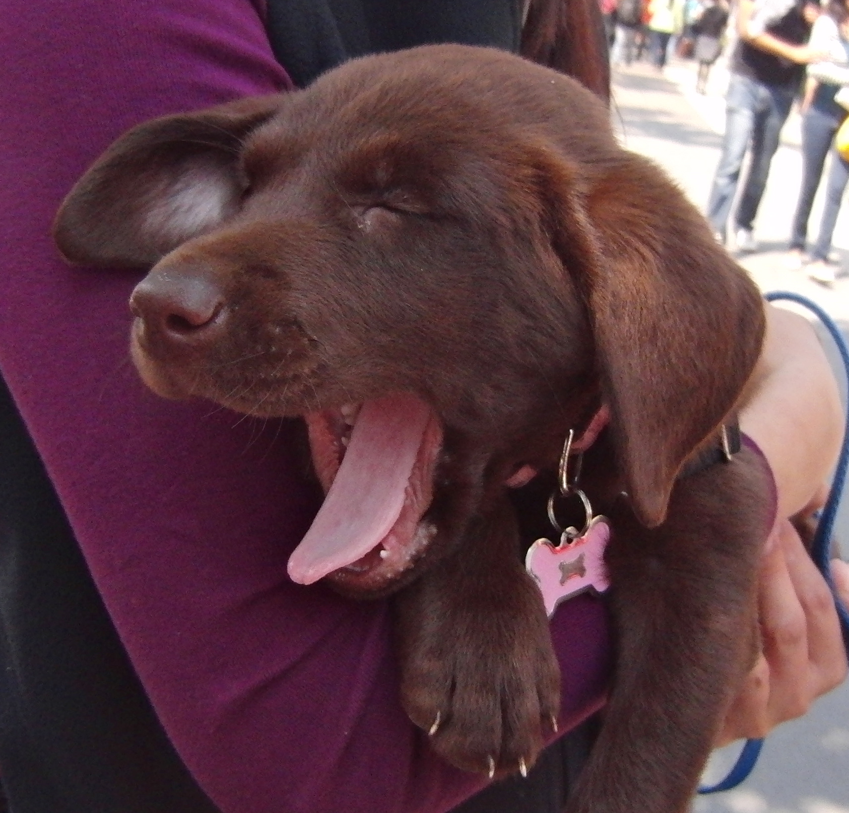 Chocolate Labrador Retriever Puppy