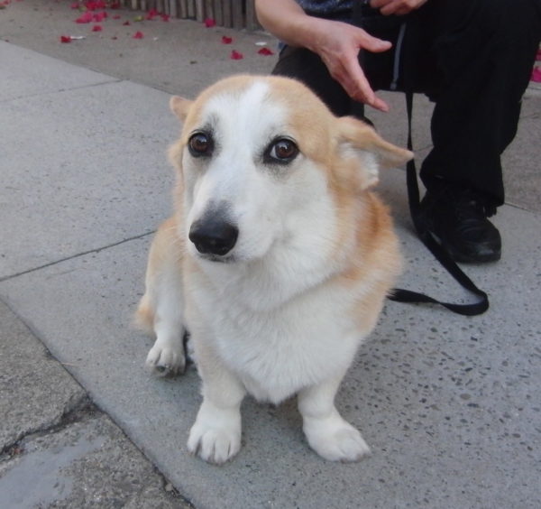 Pembroke Welsh Corgi