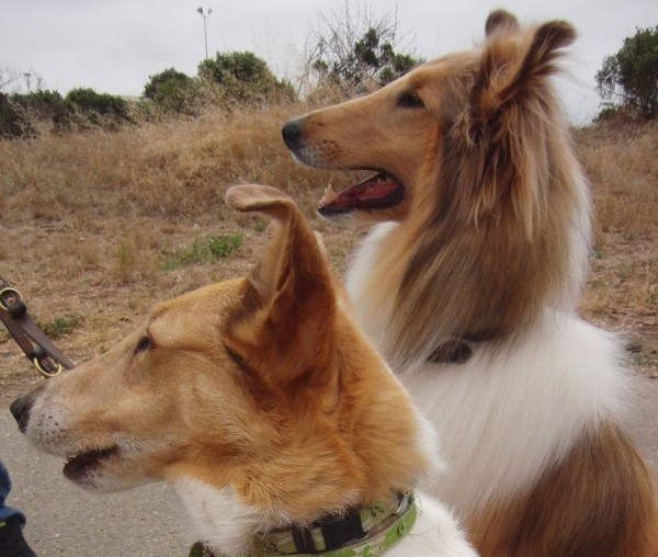 Rough-Coated Collie and Smooth-Coated Collie