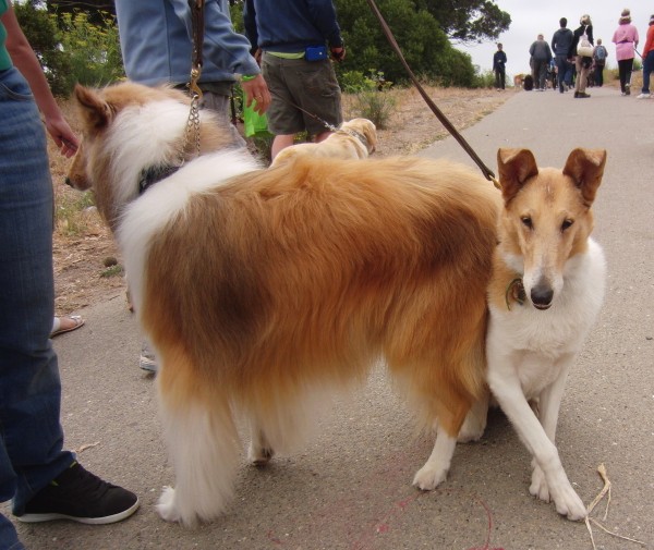 Rough-Coated Collie and Smooth-Coated Collie