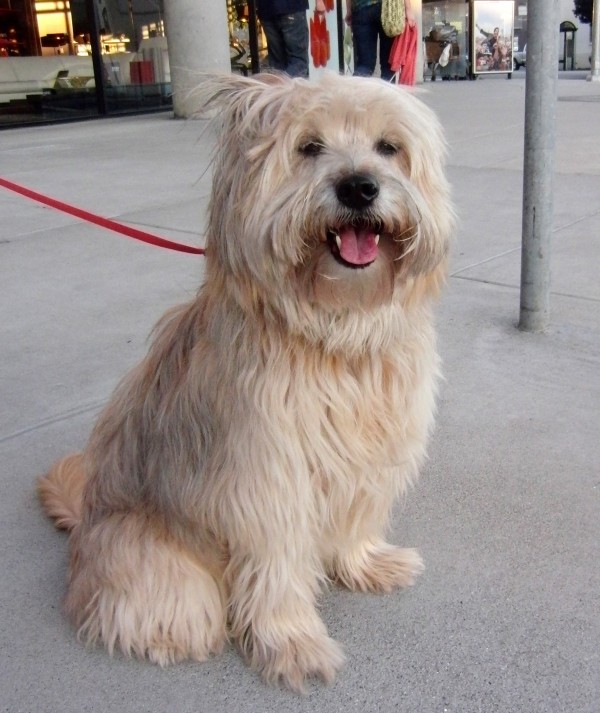 Dog of the Day Terra the Tibetan Terrier Mix The Dogs