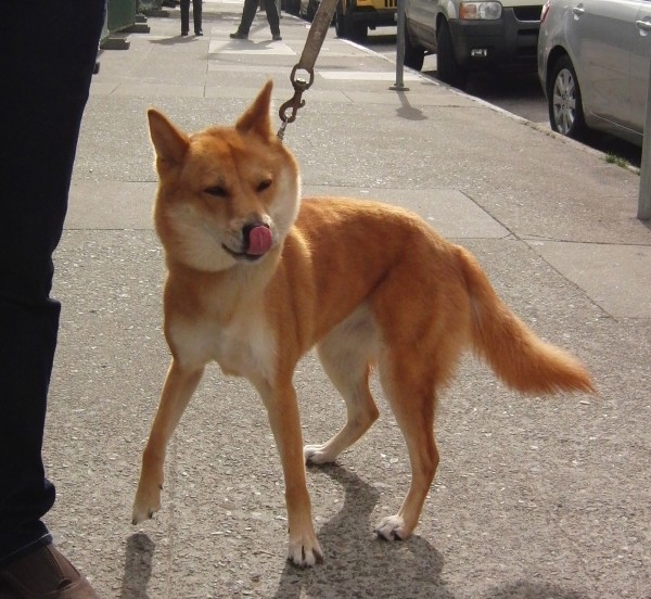 Korean Jindo Dog