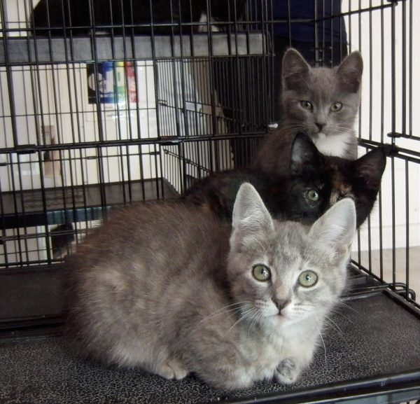 Three Kittens Staring At The Photographer