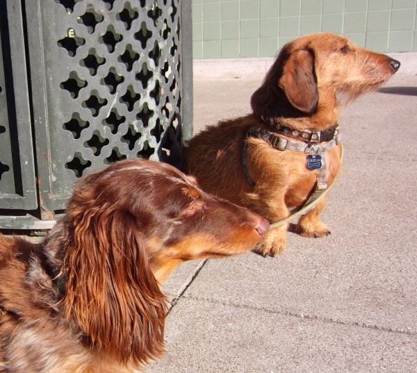 Long-Haired Miniature Dachshund and Wire-Haired Miniature Dachshund