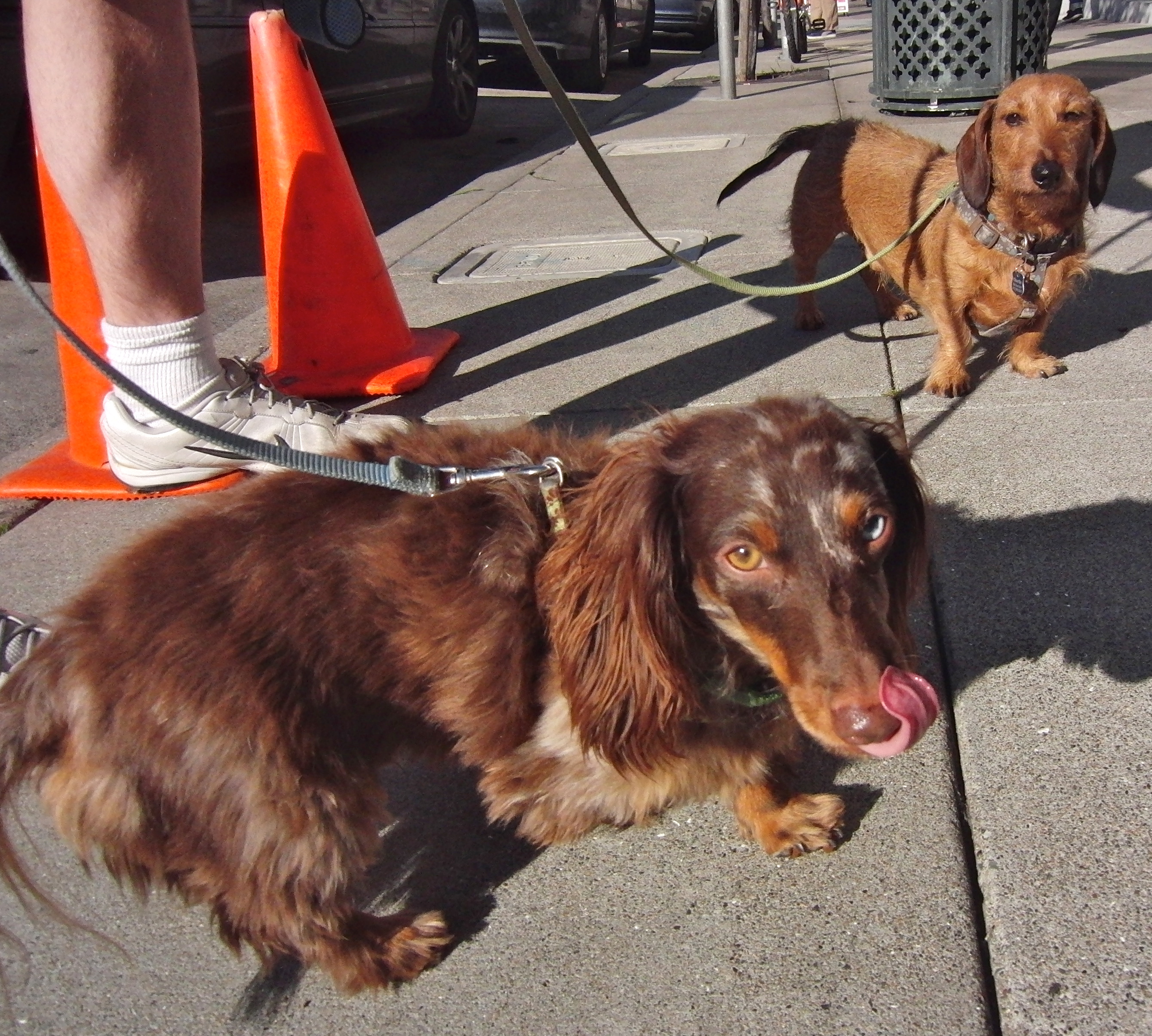 Wire-Haired Miniature Dachshund and Long-Haired Miniature Dachshund