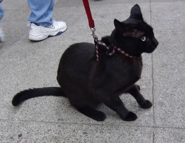 Cat on a Leash
