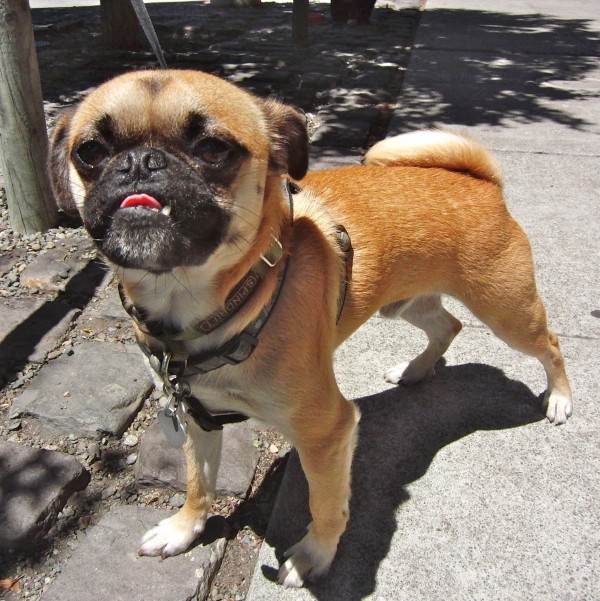Dog of the Day Ridiculous Underbite with Attached Pug