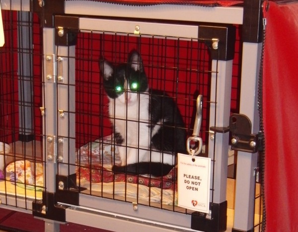 Cat in a Cage