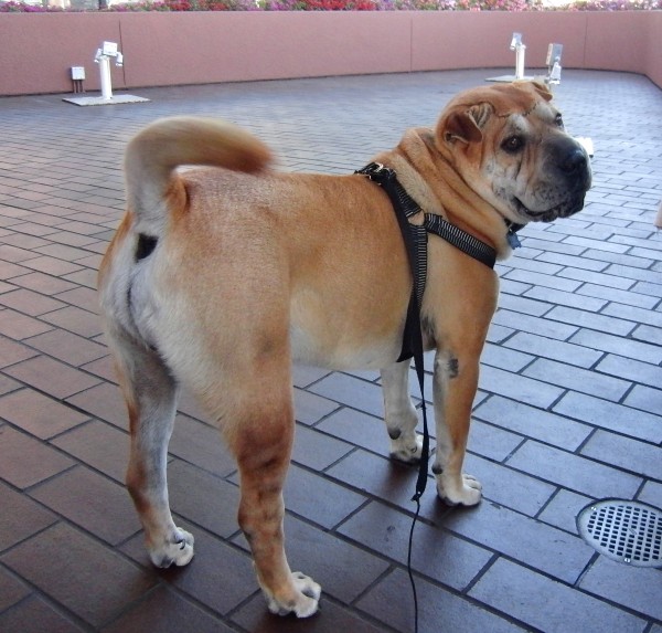 Dog of the Day Uno the SharPei/Bulldog Mix The Dogs of