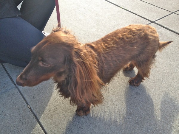 Red Long-Haired Dachshund with Tan Points