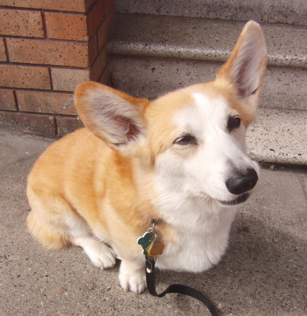 Tidus the Pembroke Welsh Corgi Looking Like A Goofy Buddha