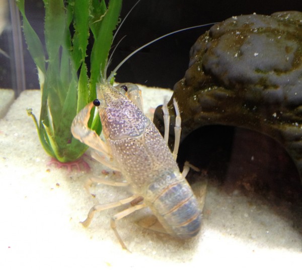 Pet Crayfish