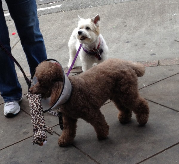 Brown Miniature Poodle and West Highland White Terrier