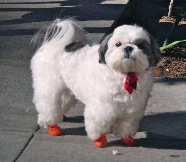 Shih Tzu with Red Boots