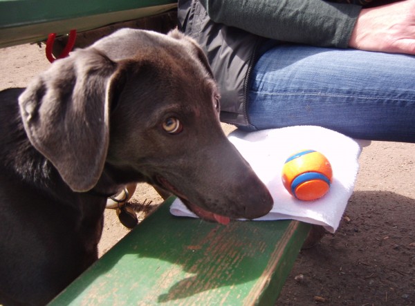 Weimaraner/German Shepherd Mix