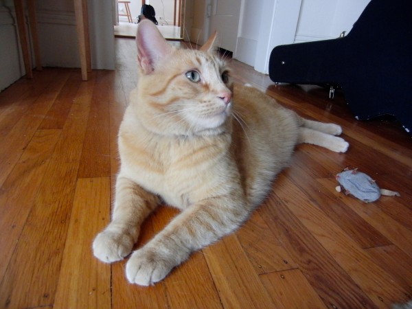 Marmalade Tabby Cat