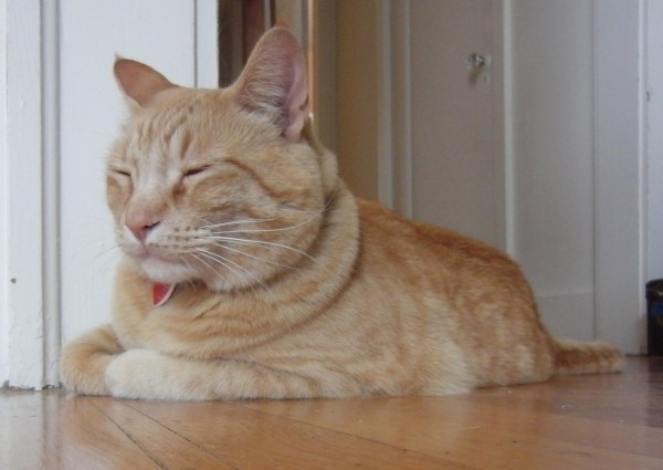 Marmalade Tabby Cat