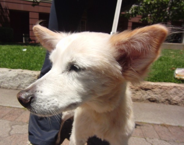 16-Year-Old Indian Spitz