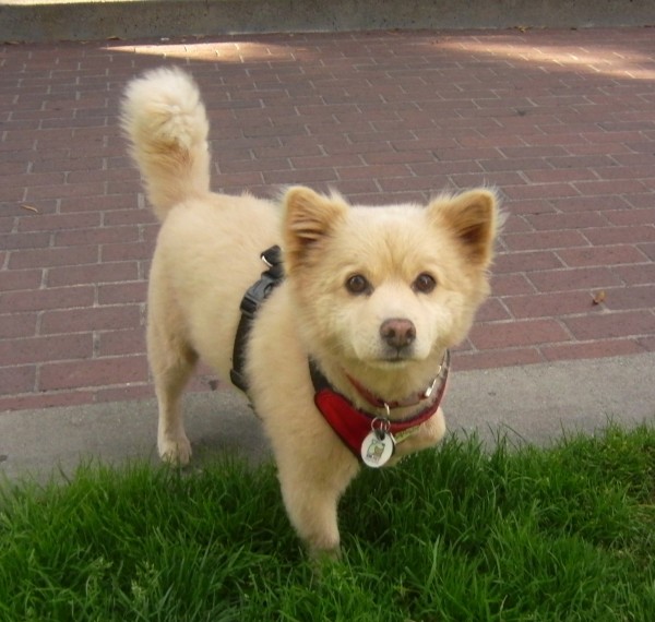 Dog Of The Day Cokie The Chow Mix The Dogs Of San Francisco