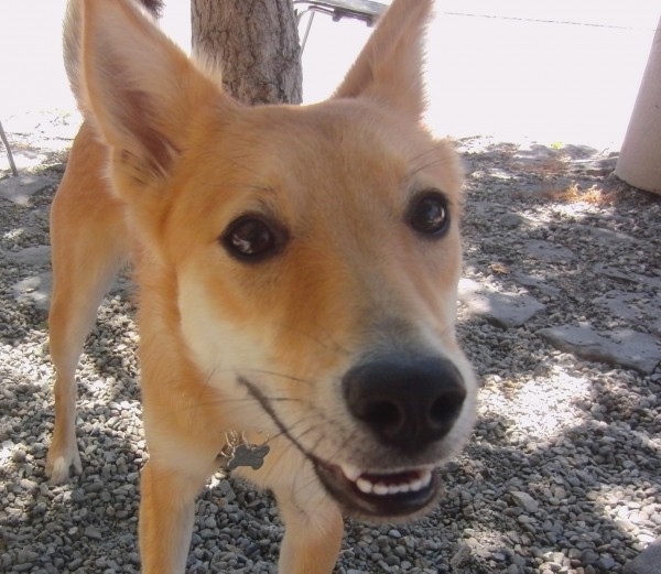 Dog of the Day Zoey the 11MonthOld Possible Shiba Inu