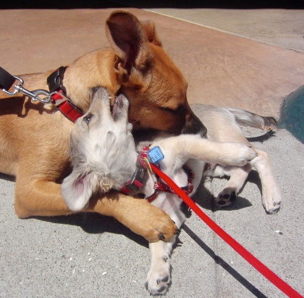 German Shepherd Mix Puppy and Spaniel Mix Puppy Playing