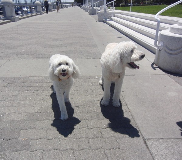 Two White Goldendoodles