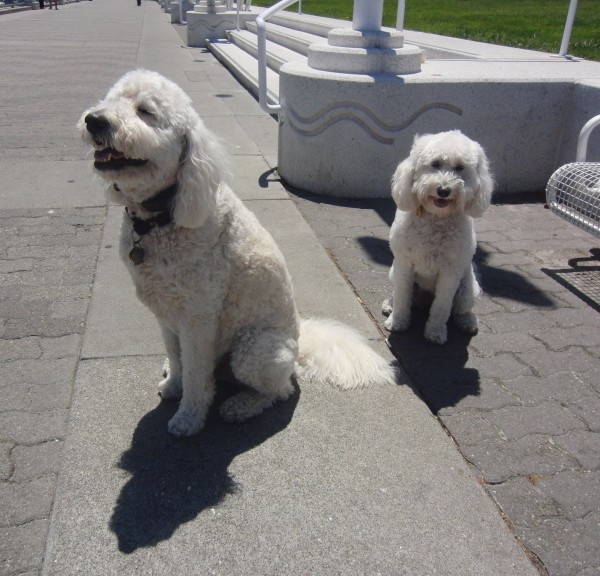 Two White Goldendoodles