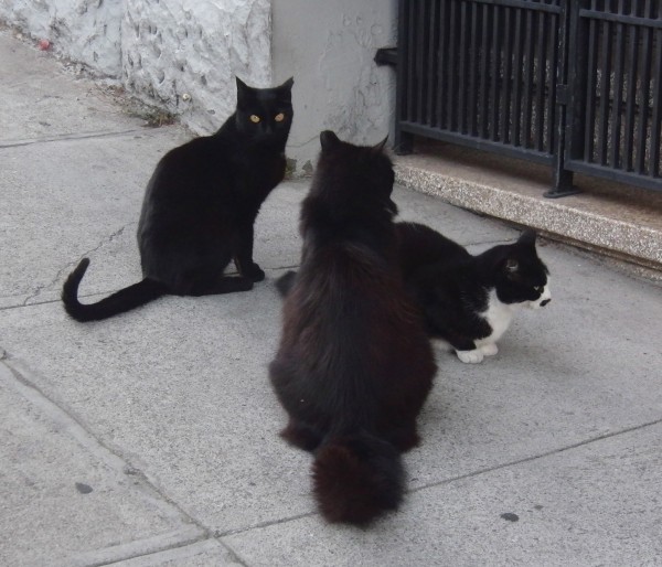 Three Black and White Cats