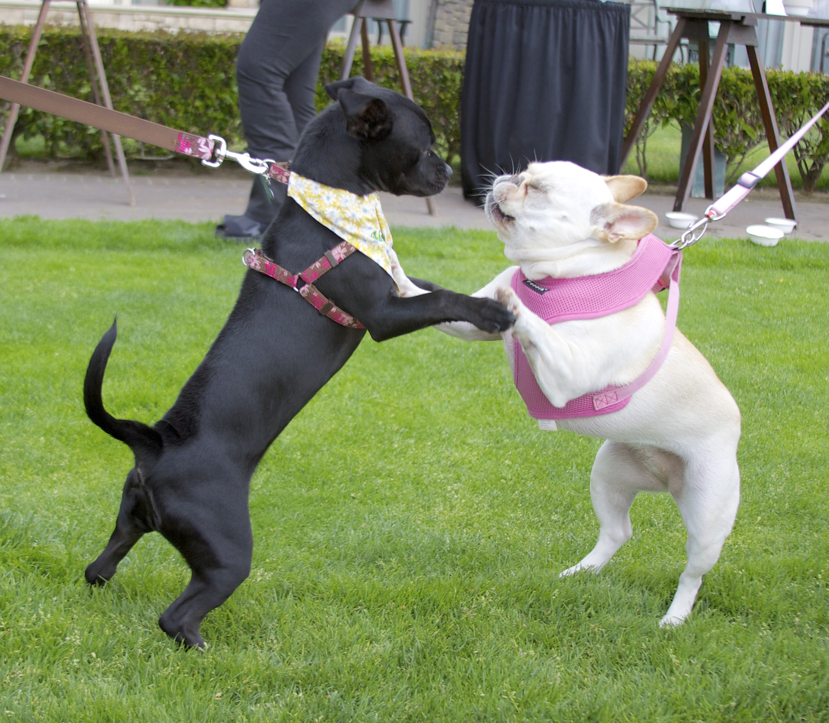 French Bulldog and Labrador Retriever Mix Puppy
