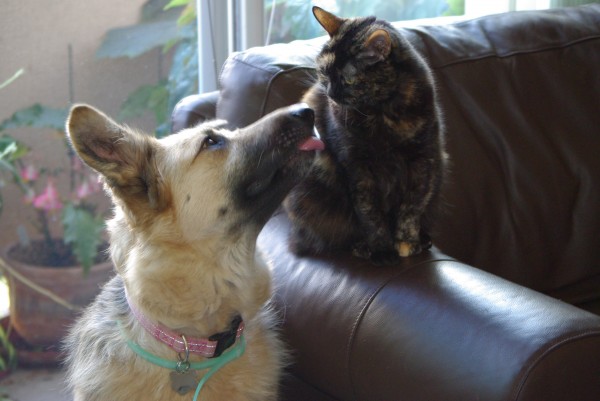 Kaylee the Dog and Elly the Cat Being Goofy
