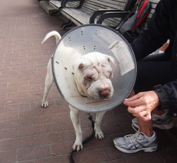 White Shar Pei who Dropped a Treat Into Her Cone of Shame