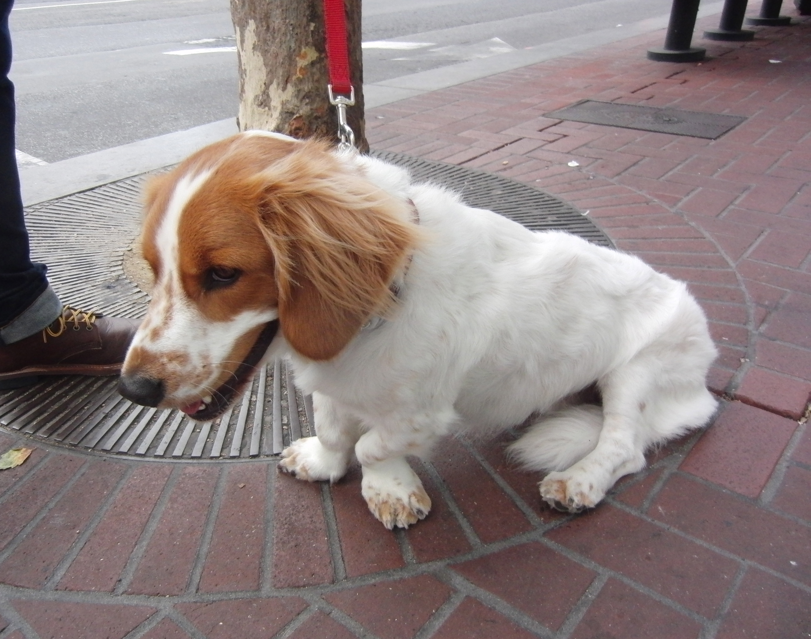 Brittany Spaniel/Basset Hound Mix with Brittany Head and Basset Body