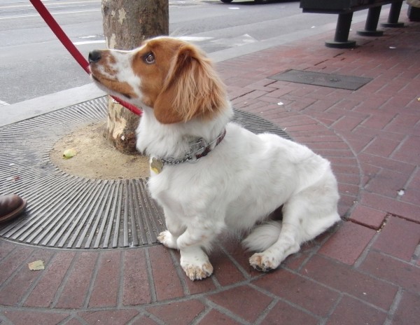 Brittany Spaniel/Basset Hound Mix with Brittany Head and Basset Body