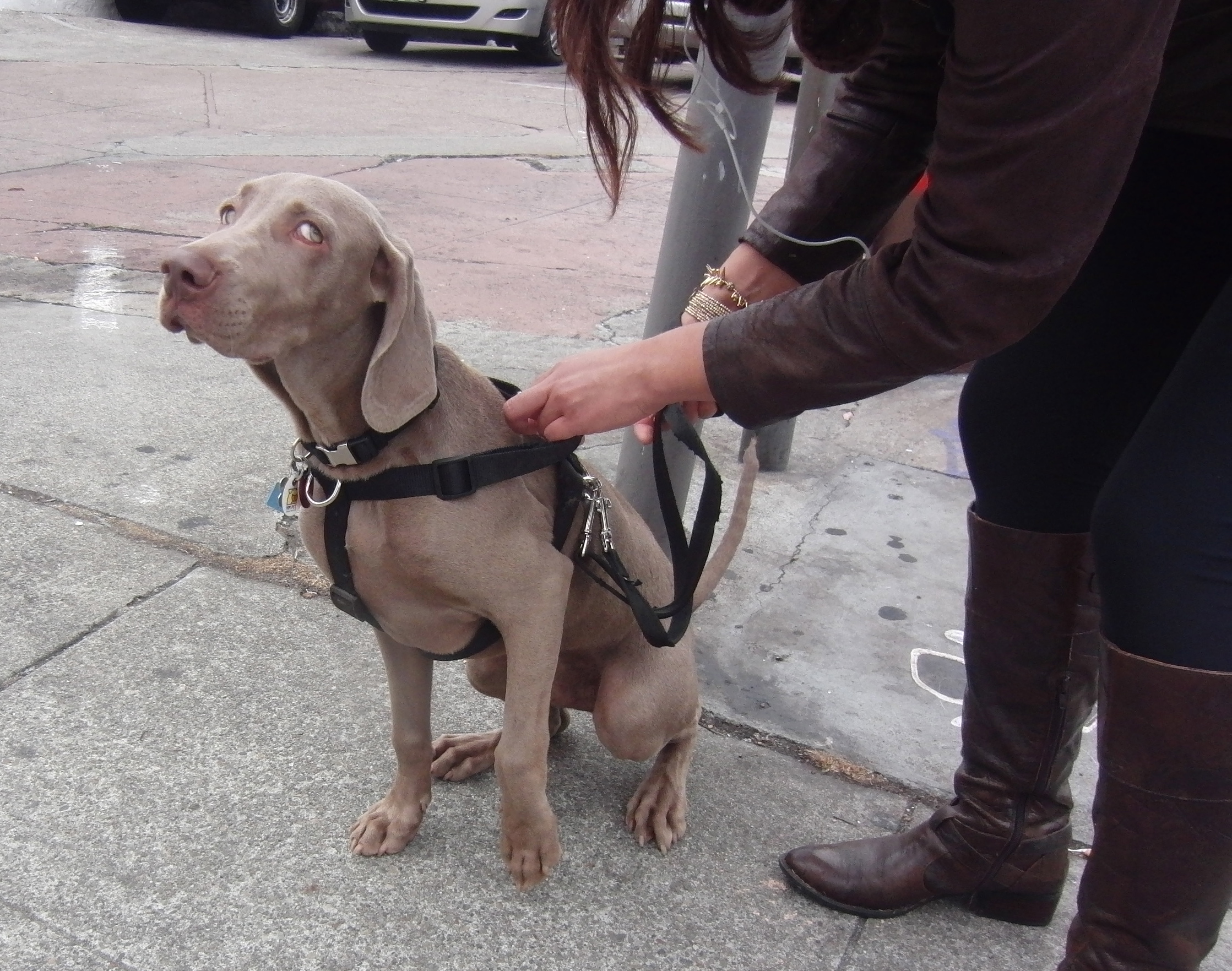 Awww, do I HAFTA sit? | The Dogs of San Francisco