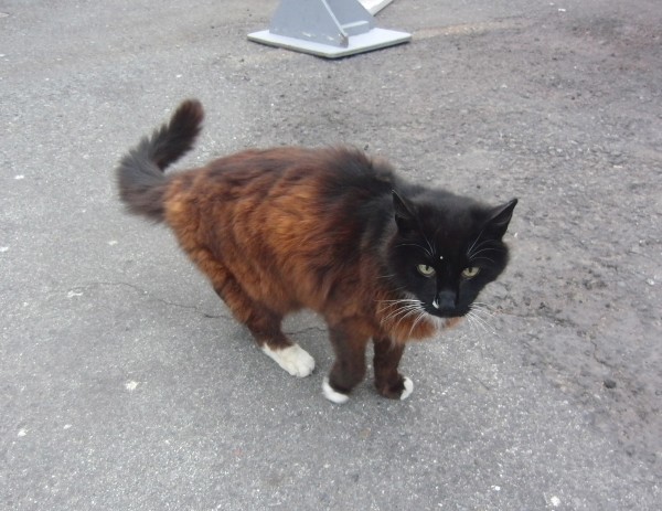 Brown and Black Cat With Black Head and White Socks