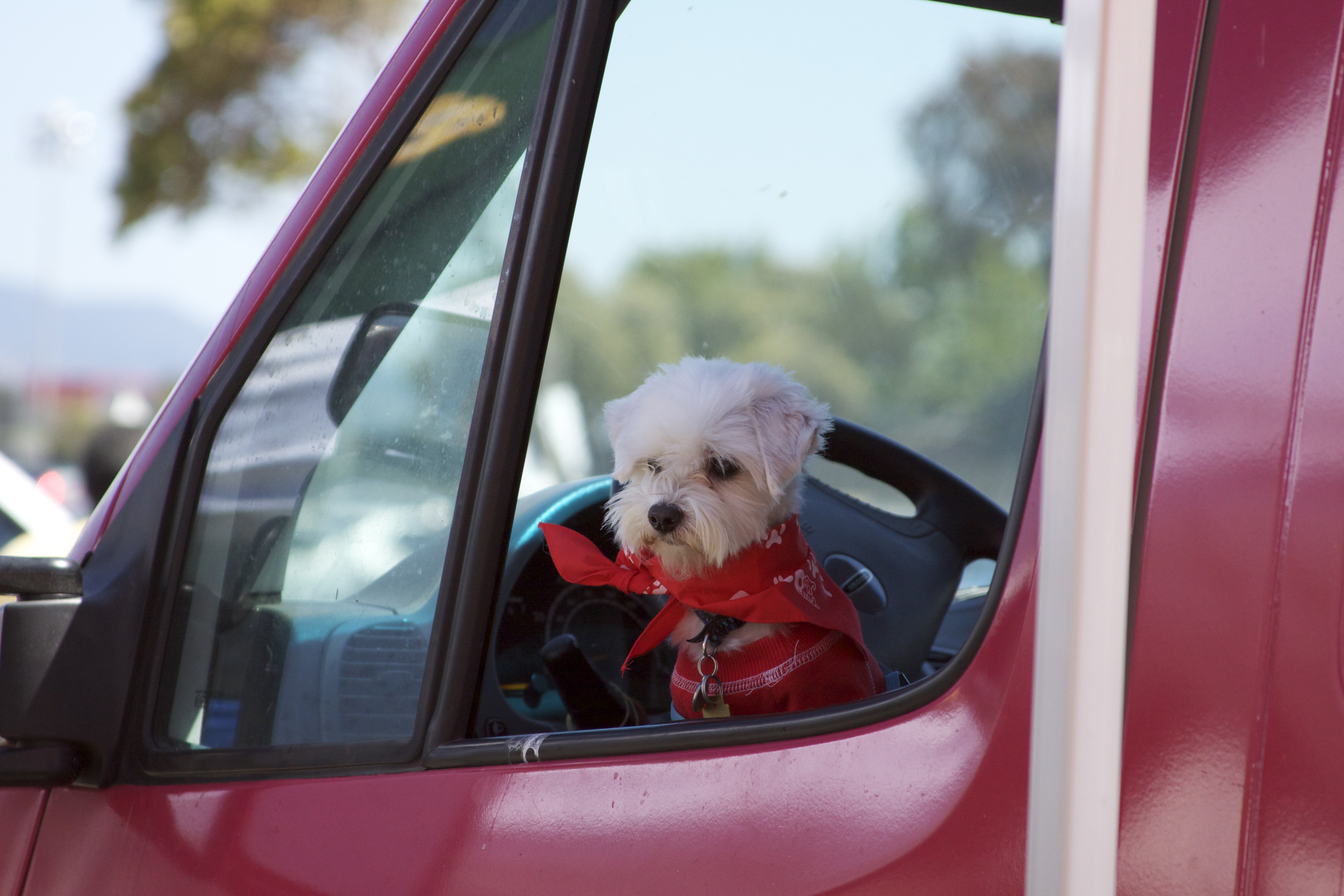 Maltese Dog in Red Bandana and Shirt in a Truck