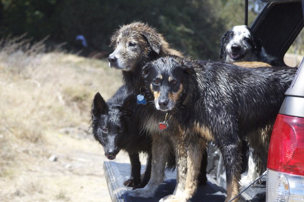 A Variety of Mixed-Breed Dogs