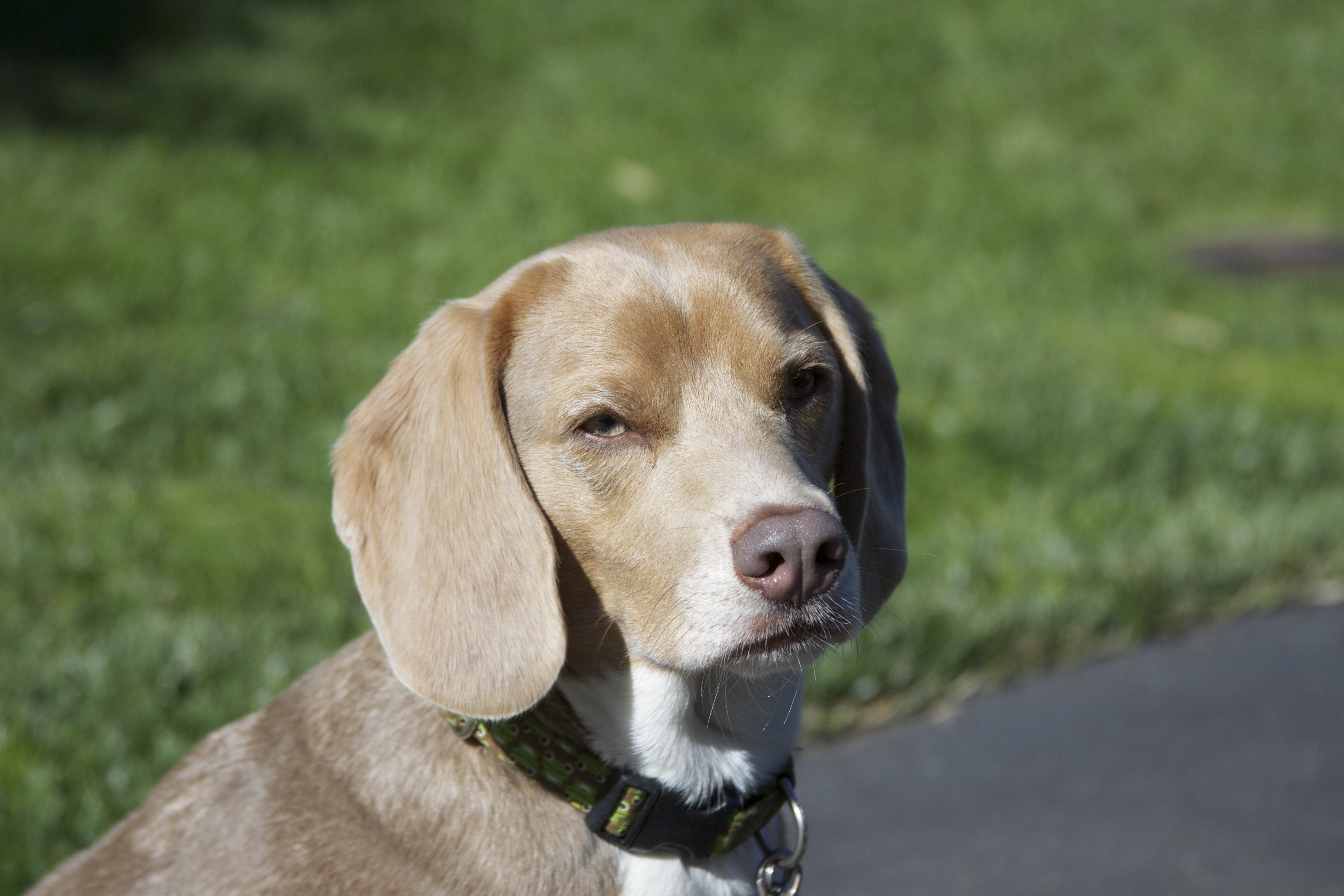 Dubious Lilac/Khaki Beagle